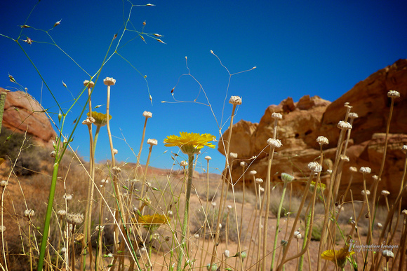 Valley of FIre Wild Flowers (Nevada)