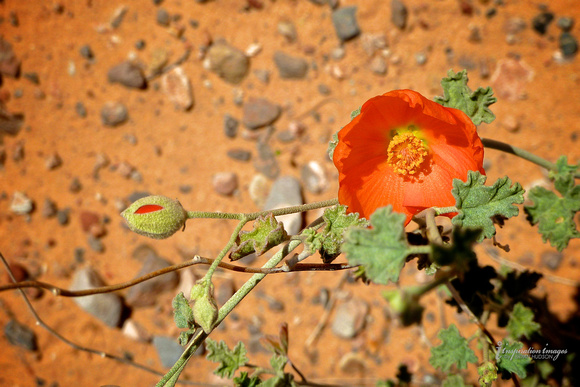 Desert Flower, (Nevada)