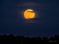 Harvest Moonrise