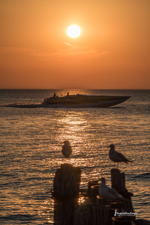 seagulls watching speedboat, Lake Michigan