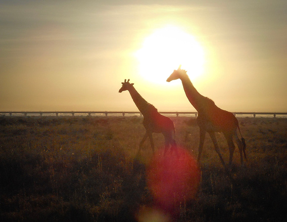 Giraffes on safari Nairobi Kenya