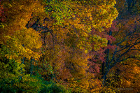 Symphony of Color