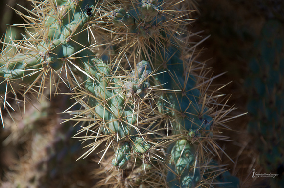 Cactus Needles (Arizona)