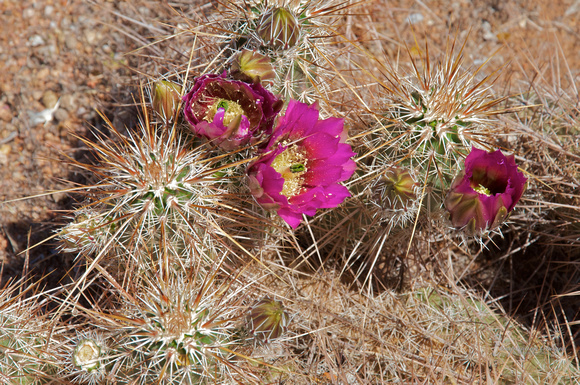 Cactus Flower, (Arizona)