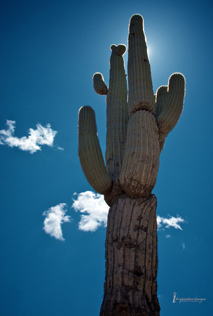 Giant Cactus (Arizona)