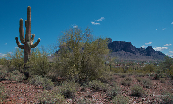 Desert Plants & Superstition Mountain (Arizona)
